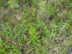 Polytaenia nuttallii