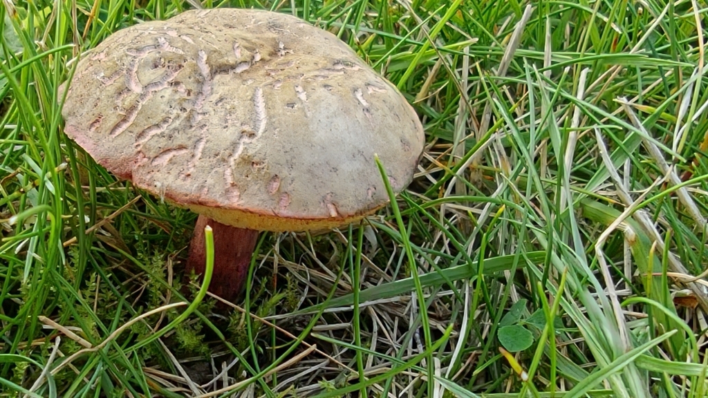 cracked-cap bolete · August 2026 · photo: Photo: no rights reserved · iNaturalist