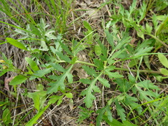 Polytaenia nuttallii