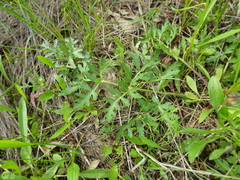 Polytaenia nuttallii
