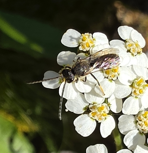 iNaturalist observation photo of Bees