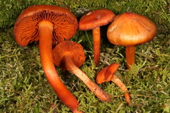 Cortinarius hesleri