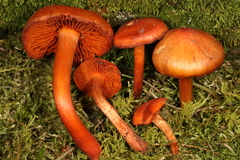 Cortinarius hesleri