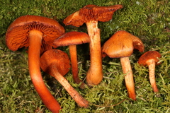Cortinarius hesleri