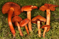 Cortinarius hesleri