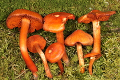 Cortinarius hesleri