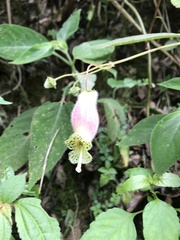 Kohleria affinis