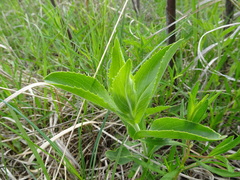 Penstemon cobaea