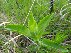 Penstemon cobaea