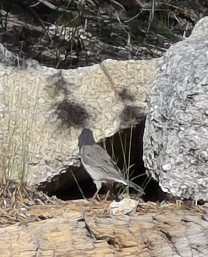 iNaturalist observation photo of Dark-eyed Junco