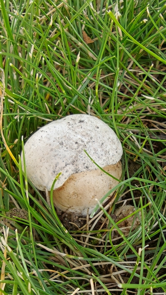 Barrow's Bolete · August 2026 · photo: Photo: no rights reserved · iNaturalist