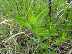 Penstemon cobaea