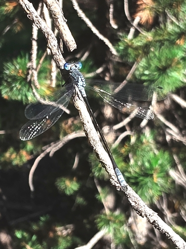 iNaturalist observation photo of Pond Spreadwings