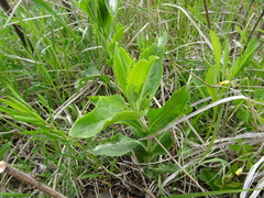 Penstemon cobaea
