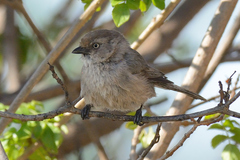 Psaltriparus minimus