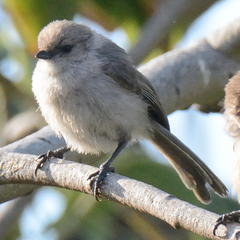 Psaltriparus minimus