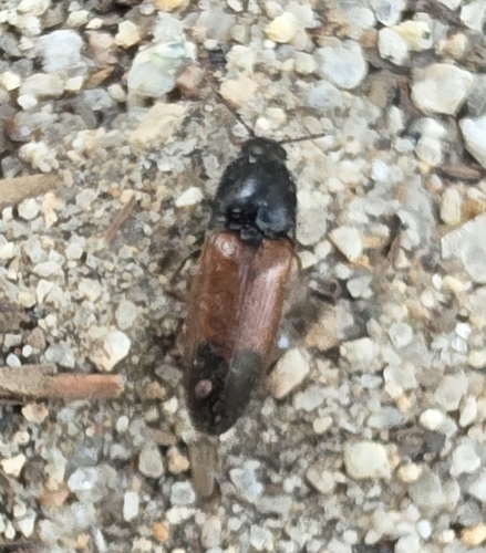 iNaturalist observation photo of Three-spotted Click Beetle
