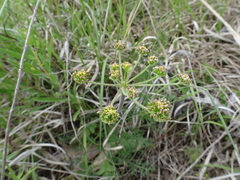 Lomatium foeniculaceum