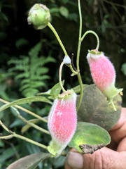 Kohleria affinis