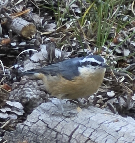 iNaturalist observation photo of Red-breasted Nuthatch