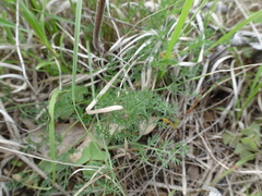 Lomatium foeniculaceum