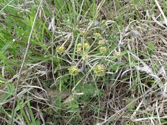 Lomatium foeniculaceum