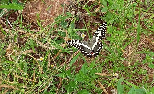 Citrus Swallowtail