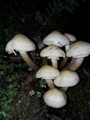 Armillaria limonea