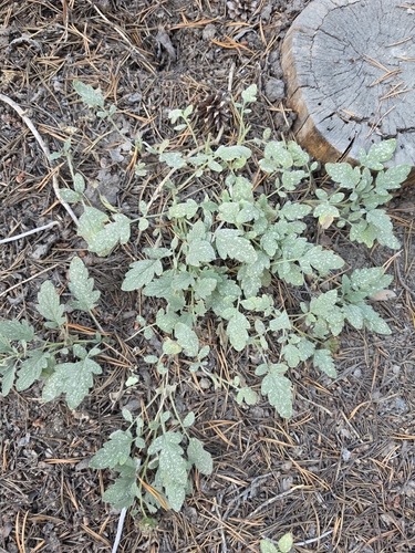 Phacelia hydrophylloides observed 2026-08-18