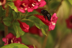Xylocopa tabaniformis androleuca