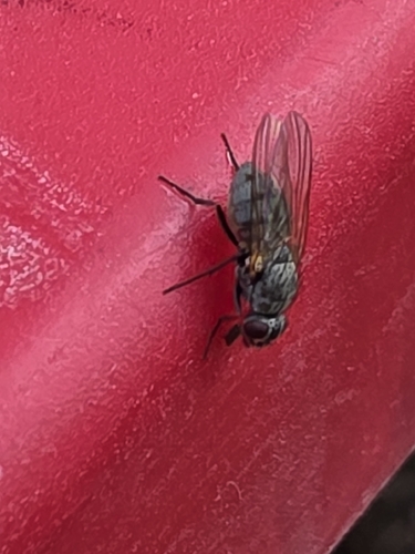 iNaturalist observation photo of Muscoid Flies
