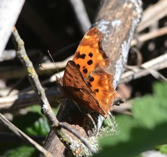Polygonia satyrus