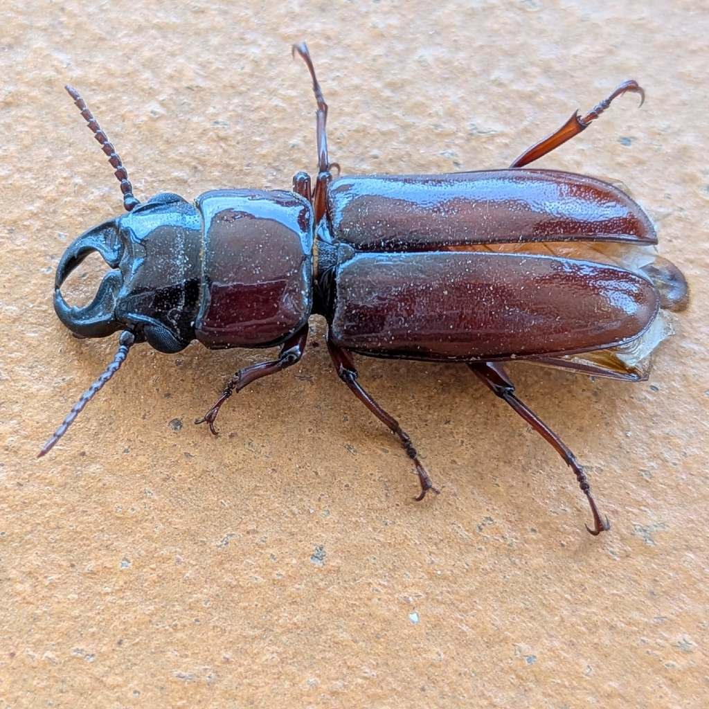 Parandra glabra