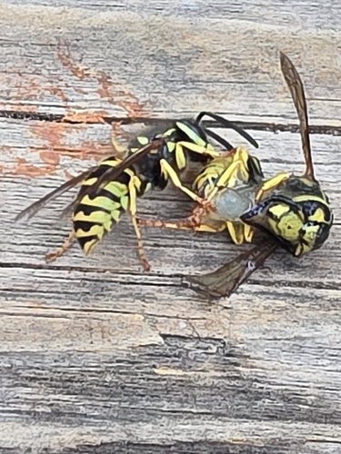 iNaturalist observation photo of Hornets and Yellowjackets