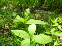 Silene stellata