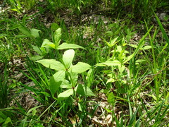 Silene stellata