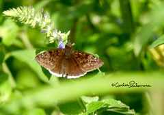 Erynnis tristis tatius