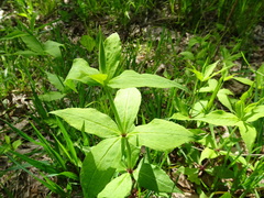 Silene stellata