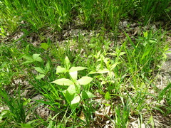 Silene stellata