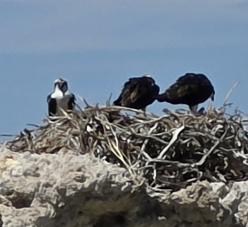 iNaturalist observation photo of Osprey