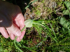 Allium canadense canadense