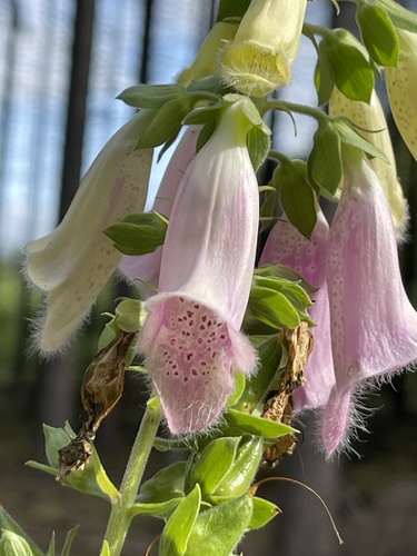 purple foxglove