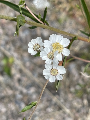 Sneezewort