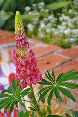 Lupinus × regalis