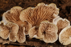 Entoloma depluens