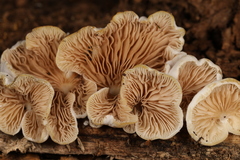 Entoloma depluens