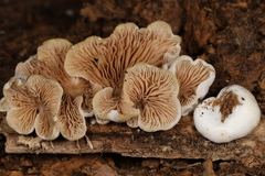 Entoloma depluens