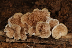 Entoloma depluens
