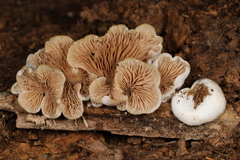 Entoloma depluens