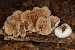 Entoloma depluens